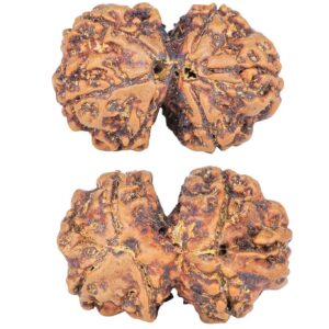 7 MK Gaurishankar 24.7mm 3.12gm - Rudraksha