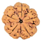 5 Mukhi Rudraksha 29.7mm 8gm - Rudraksha
