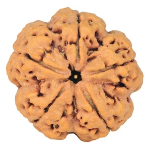 5 Mukhi Rudraksha 29.7mm 8gm
