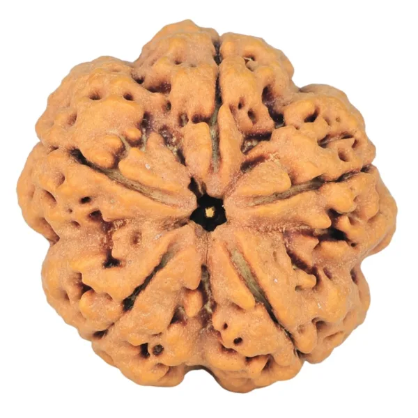 5 Mukhi Rudraksha 29.7mm 8gm - Rudraksha