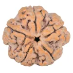 5 Mukhi Rudraksha 29.1mm 10gm - Rudraksha