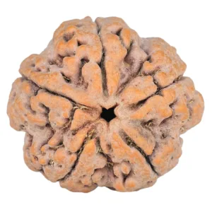 5 Mukhi Rudraksha 29.1mm 10gm