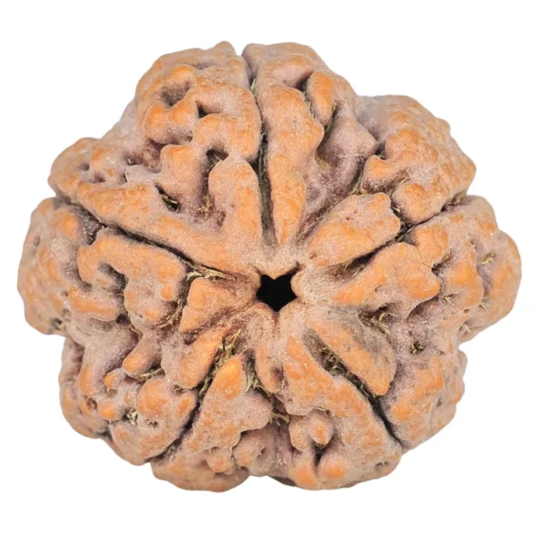 5 Mukhi Rudraksha 29.1mm 10gm - Rudraksha