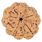 5 Mukhi Rudraksha 30mm 8.14gm - Rudraksha