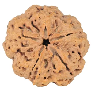 5 Mukhi Rudraksha 30mm 8.14gm