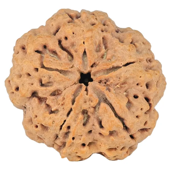 5 Mukhi Rudraksha 30mm 8.14gm - Rudraksha