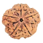 5 Mukhi Rudraksha 29.5mm 7.56gm - Rudraksha