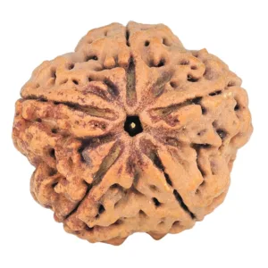 5 Mukhi Rudraksha 29.5mm 7.56gm