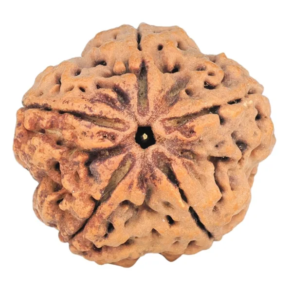 5 Mukhi Rudraksha 29.5mm 7.56gm - Rudraksha