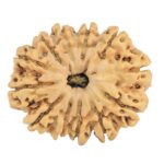 12 Mukhi Rudraksha 31.8mm 5.73gm - Rudraksha