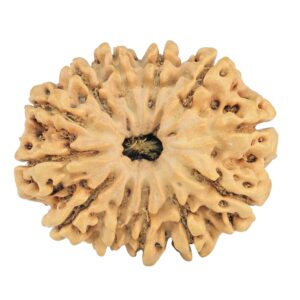 12 Mukhi Rudraksha 31.8mm 5.73gm - Rudraksha