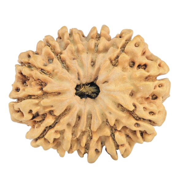 12 Mukhi Rudraksha 31.8mm 5.73gm - Rudraksha