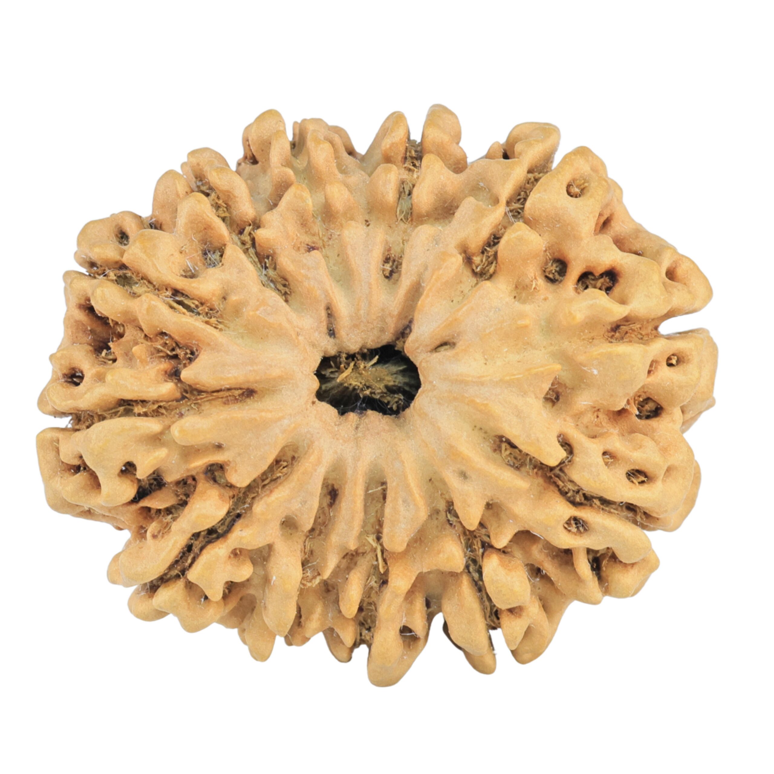 12 Mukhi Rudraksha 31.8mm 5.73gm - Rudraksha
