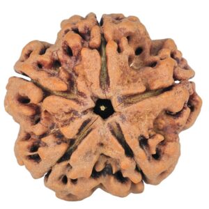 5 Mukhi Rudraksha 29.5mm 8.36gm - Rudraksha