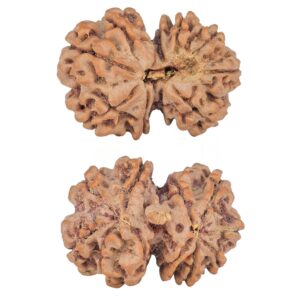 11 Mukhi G.S & Ganesh 29.1mm 5.08gm - Rudraksha