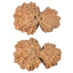 10 Mk Gaurishankar 31.3mm 5.83gm - Rudraksha
