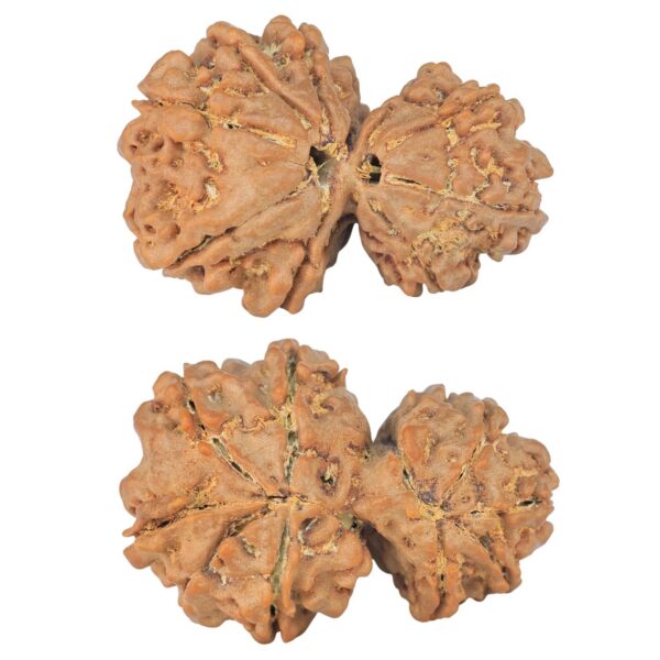 10 Mk Gaurishankar 31.3mm 5.83gm - Rudraksha