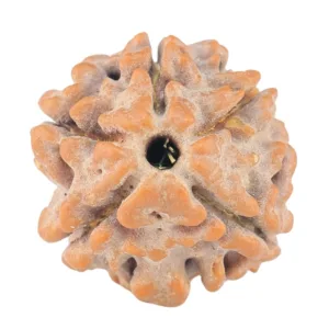 5 Mukhi Rudraksha 14.9mm 1.29gm