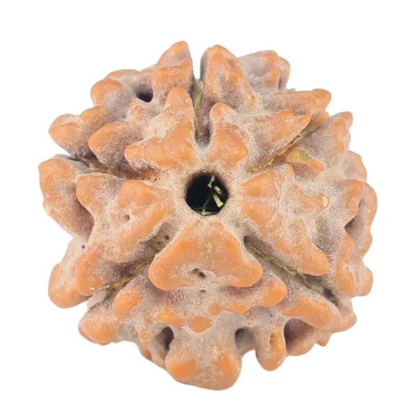 5 Mukhi Rudraksha 14.9mm 1.29gm - Rudraksha