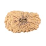 18 Mukhi Rudraksha 22.9mm 2gm - Rudraksha