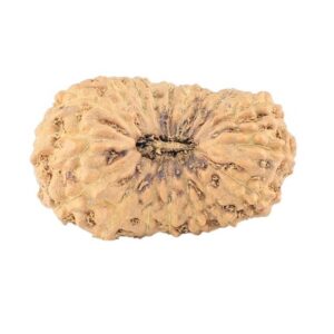 18 Mukhi Rudraksha 22.9mm 2gm - Rudraksha