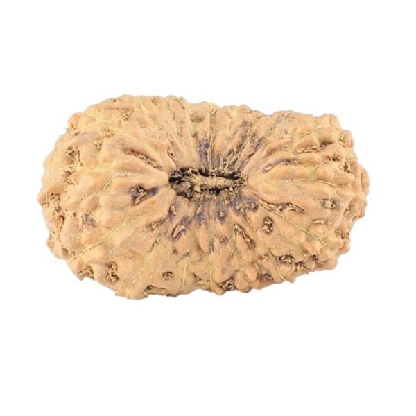 18 Mukhi Rudraksha 22.9mm 2gm - Rudraksha