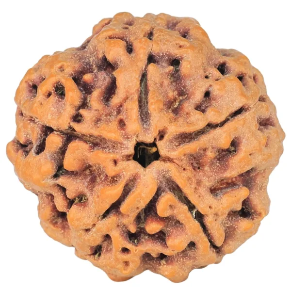 5 Mukhi Rudraksha 29.4mm 8gm - Rudraksha