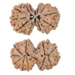 11 MK Gaurishankar 28.3mm 3.77gm - Rudraksha