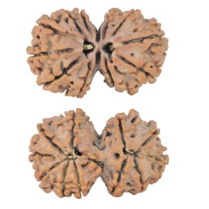 11 MK Gaurishankar 28.3mm 3.77gm - Rudraksha