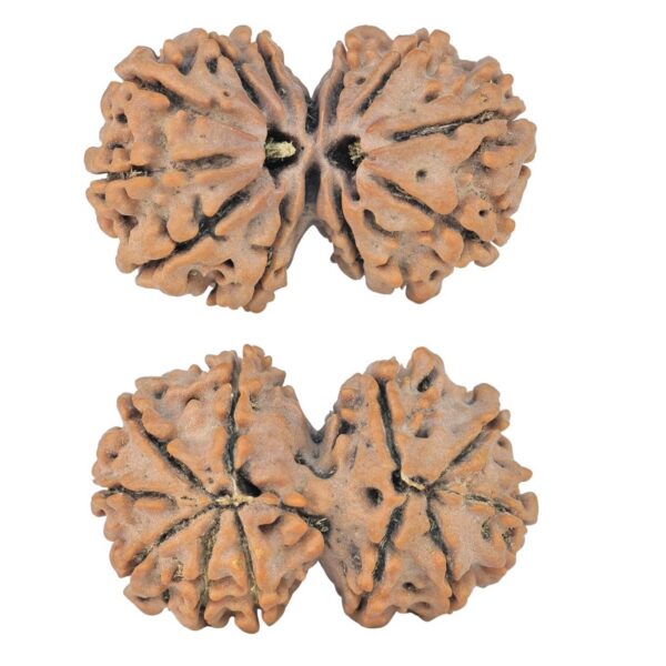 11 MK Gaurishankar 28.3mm 3.77gm - Rudraksha