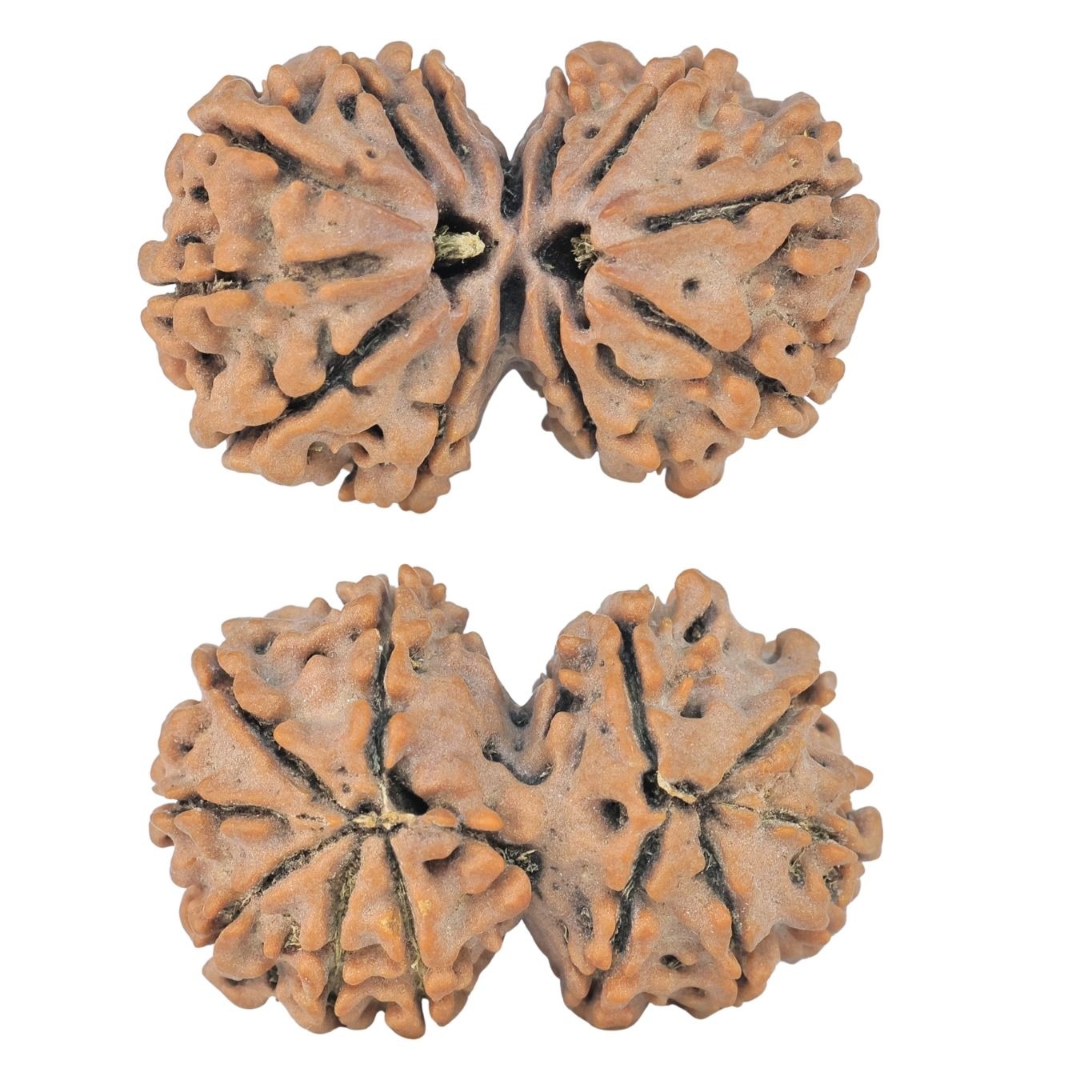 11 MK Gaurishankar 28.3mm 3.77gm - Rudraksha