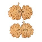 14 Mukhi G.S & Ganesh 31.7mm 4.52gm - Rudraksha