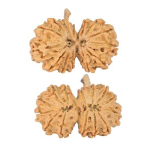 14 Mukhi G.S & Ganesh 31.7mm 4.52gm - Rudraksha