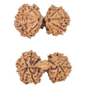 13 Mukhi Mini Trijuti 35mm 5.62gm - Rudraksha