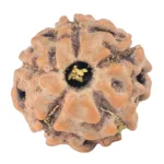 5 Mukhi Rudraksha 13.2mm 0.91gm - Rudraksha