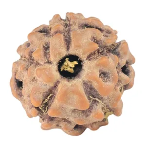 5 Mukhi Rudraksha 13.2mm 0.91gm