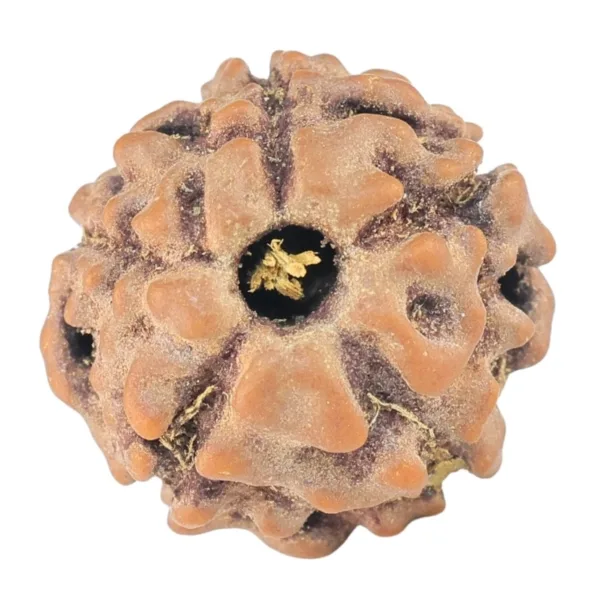5 Mukhi Rudraksha 13.2mm 0.91gm - Rudraksha