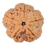 5 Mukhi Rudraksha 29.7mm 8.66gm - Rudraksha