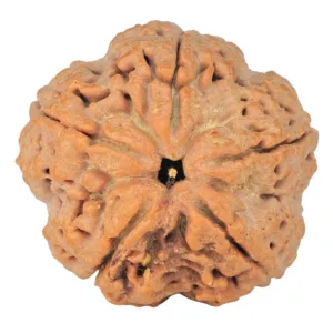 5 Mukhi Rudraksha 29.7mm 8.66gm