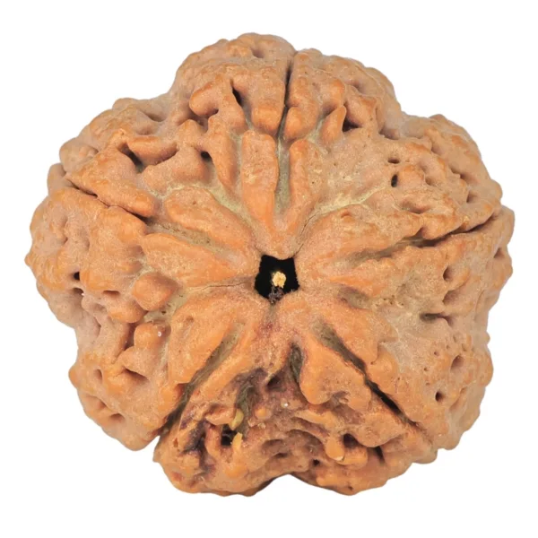 5 Mukhi Rudraksha 29.7mm 8.66gm - Rudraksha