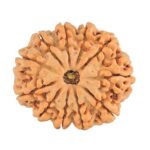 11 Mukhi Rudraksha 27.9mm 5.54gm - Rudraksha