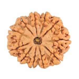 11 Mukhi Rudraksha 27.9mm 5.54gm - Rudraksha