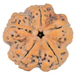 5 Mukhi Rudraksha 30mm 8.89gm - Rudraksha