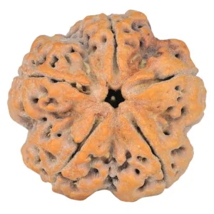 5 Mukhi Rudraksha 30mm 8.89gm