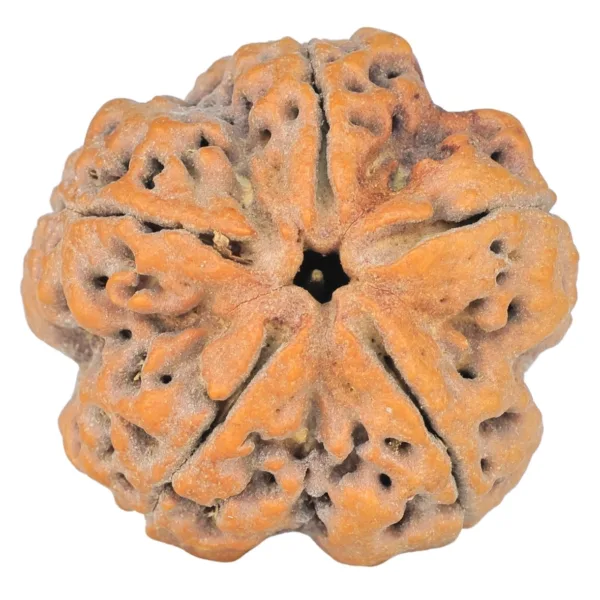 5 Mukhi Rudraksha 30mm 8.89gm - Rudraksha
