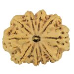 11 Mukhi Rudraksha 34.1mm 8.59gm - Rudraksha