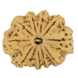 11 Mukhi Rudraksha 34.1mm 8.59gm - Rudraksha