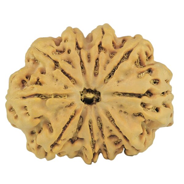 11 Mukhi Rudraksha 34.1mm 8.59gm - Rudraksha