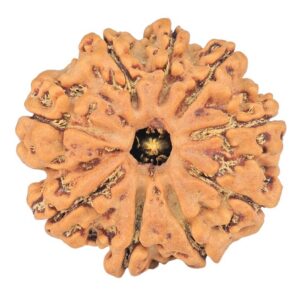9 Mukhi Rudraksha 24.7mm 4.06gm - Rudraksha