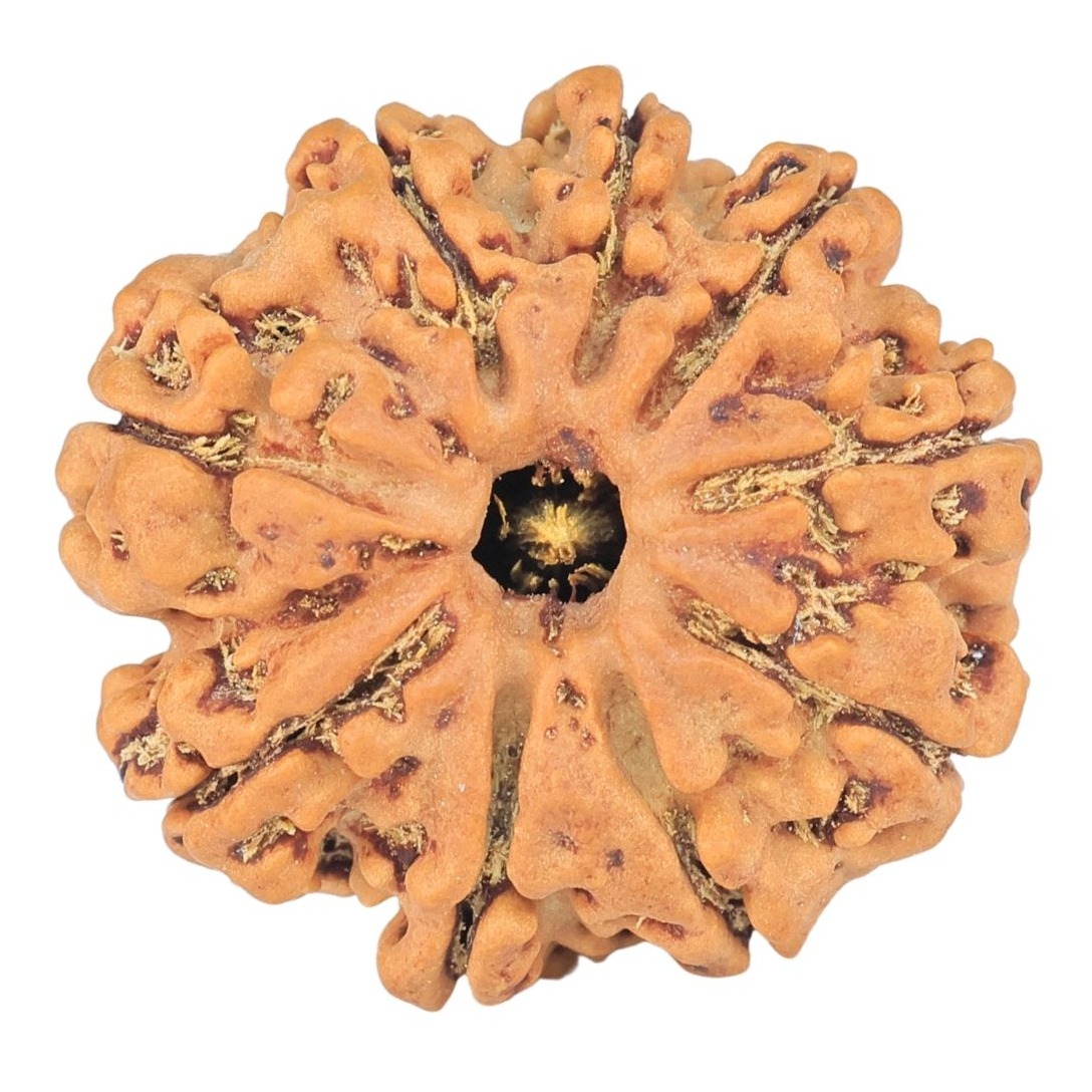 9 Mukhi Rudraksha 24.7mm 4.06gm - Rudraksha